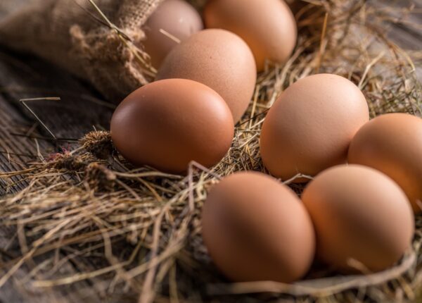Eier