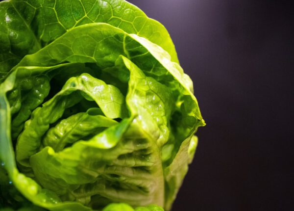Kopfsalat